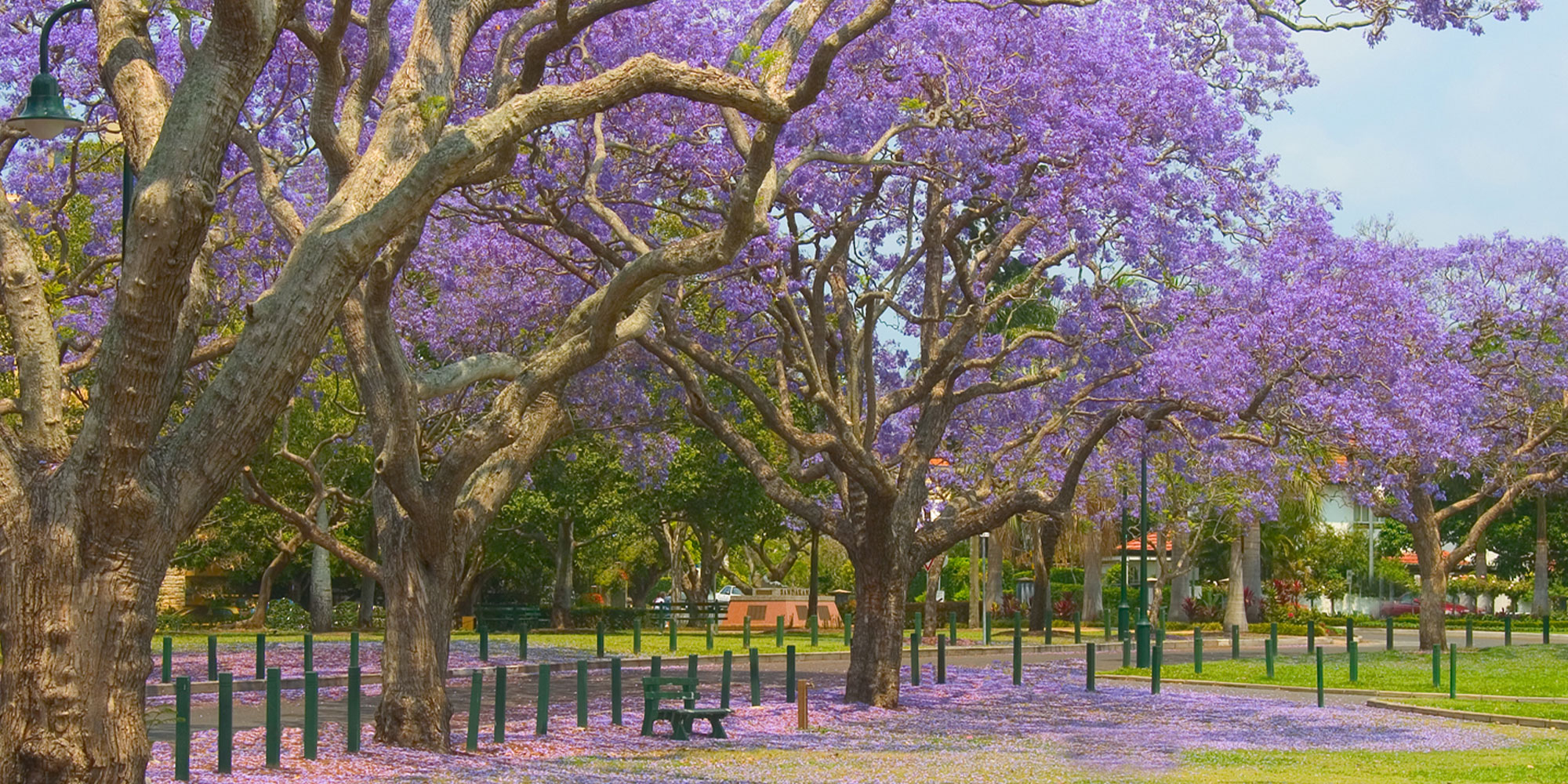 jacaranda trees